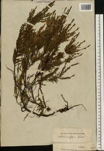 Calluna vulgaris (L.) Hull, Eastern Europe, Estonia (E2c) (Estonia)