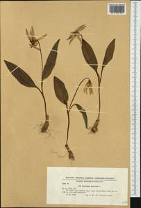 Erythronium dens-canis L., Western Europe (EUR) (Bulgaria)