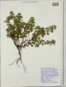 Clinopodium graveolens subsp. rotundifolium (Pers.) Govaerts, Caucasus, Black Sea Shore (from Novorossiysk to Adler) (K3) (Russia)