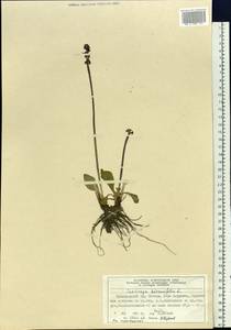Micranthes hieraciifolia (Waldst. & Kit.) Haw., Siberia, Central Siberia (S3) (Russia)