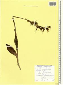 Himantoglossum comperianum (Steven) P.Delforge, Crimea (KRYM) (Russia)