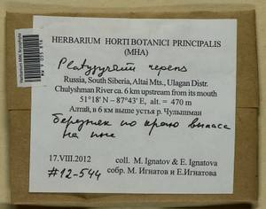 Platygyrium repens (Brid.) Schimp., Bryophytes, Bryophytes - Western Siberia (including Altai) (B15) (Russia)