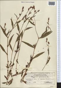 Persicaria maculosa Gray, Middle Asia, Western Tian Shan & Karatau (M3) (Kazakhstan)