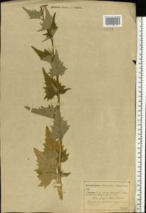 Atriplex sagittata Borkh., Eastern Europe, Middle Volga region (E8) (Russia)