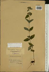 Clinopodium caucasicum Melnikov, Eastern Europe, Lower Volga region (E9) (Russia)