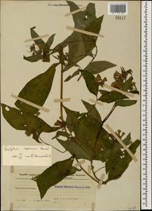 Symphytum asperum Lepech., Caucasus, Azerbaijan (K6) (Azerbaijan)