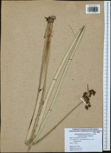 Schoenoplectus lacustris (L.) Palla, Eastern Europe, Central region (E4) (Russia)