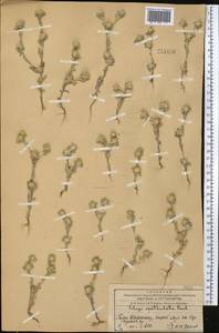 Filago pyramidata L., Middle Asia, Western Tian Shan & Karatau (M3) (Kazakhstan)