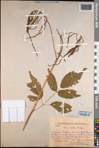 Aruncus sylvester Kostel., Siberia, Russian Far East (S6) (Russia)