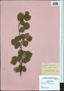 Populus tremula L., Eastern Europe, Central region (E4) (Russia)