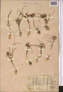 Allium lehmannianum Merckl. ex Bunge, Middle Asia, Western Tian Shan & Karatau (M3) (Kazakhstan)