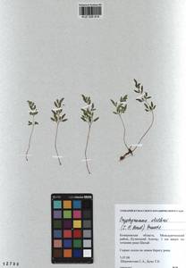 Cryptogramma stelleri (S. G. Gmel.) Prantl, Siberia, Altai & Sayany Mountains (S2) (Russia)