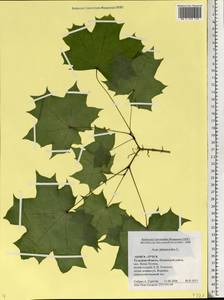 Acer platanoides L., Eastern Europe, Central region (E4) (Russia)