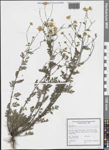 Tanacetum, South Asia, South Asia (Asia outside ex-Soviet states and Mongolia) (ASIA) (Iran)