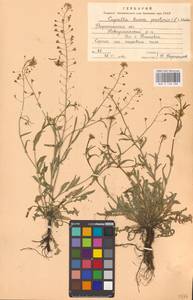 Capsella bursa-pastoris (L.) Medik., Eastern Europe, Central forest-and-steppe region (E6) (Russia)