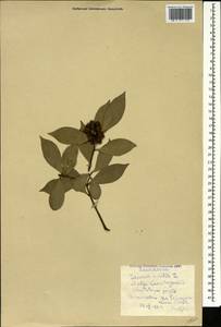 Laurus nobilis L., Caucasus, Georgia (K4) (Georgia)