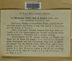 Dicranum viride (Sull. & Lesq.) Lindb., Bryophytes, Bryophytes - Moscow City & Moscow Oblast (B6a) (Russia)
