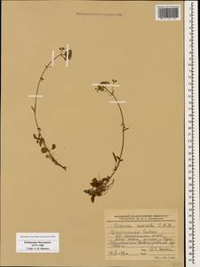 Valeriana saxicola C. A. Mey., Caucasus, Stavropol Krai, Karachay-Cherkessia & Kabardino-Balkaria (K1b) (Russia)