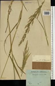 Calamagrostis arundinacea (L.) Roth, Eastern Europe, Central forest region (E5) (Russia)