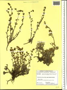 Artemisia czekanowskiana Trautv., Siberia, Central Siberia (S3) (Russia)