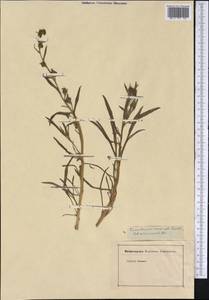 Calandrinia compressa Schrad. ex DC., America (AMER) (Not classified)