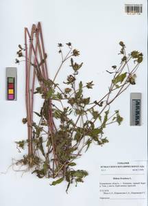 Bidens frondosa L., Siberia, Altai & Sayany Mountains (S2) (Russia)