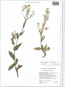 Isatis costata C. A. Mey., Middle Asia, Northern & Central Tian Shan (M4) (Kyrgyzstan)