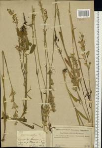 Silene multiflora (Ehrh.) Pers., Eastern Europe, Lower Volga region (E9) (Russia)