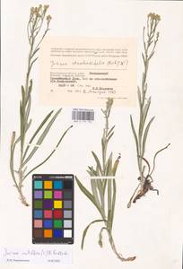 Jurinea multiflora (L.) B. Fedtsch., Eastern Europe, Lower Volga region (E9) (Russia)