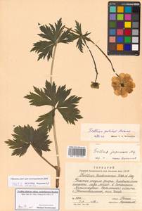 Trollius altaicus subsp. sachalinensis Kadota, Siberia, Russian Far East (S6) (Russia)