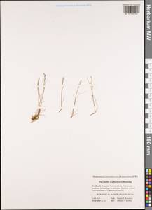 Puccinellia tenella (Lange) Holmb., Western Europe (EUR) (Svalbard and Jan Mayen)