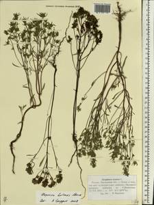 Origanum majorana L., Eastern Europe, Middle Volga region (E8) (Russia)