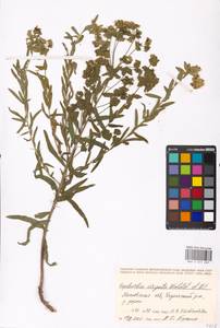 Euphorbia tommasiniana Bertol., Eastern Europe, Moscow region (E4a) (Russia)