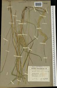 Calamagrostis epigejos (L.) Roth, Eastern Europe, North Ukrainian region (E11) (Ukraine)
