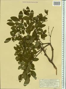Lonicera caerulea L., Eastern Europe, Volga-Kama region (E7) (Russia)