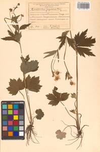 Ranunculus japonicus Thunb., Siberia, Russian Far East (S6) (Russia)