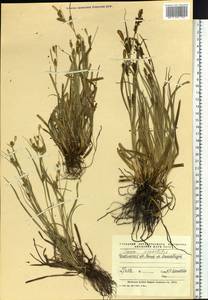 Carex diluta M.Bieb., Eastern Europe, Eastern region (E10) (Russia)