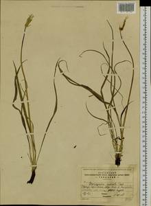 Scorzonera radiata Fisch. ex Colla, Siberia, Baikal & Transbaikal region (S4) (Russia)