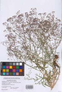 Gypsophila paniculata L., Eastern Europe, Eastern region (E10) (Russia)