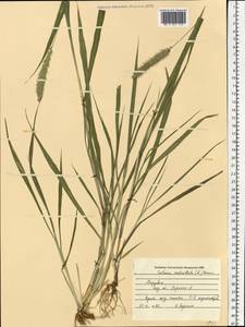Setaria verticillata (L.) P.Beauv., Eastern Europe, Middle Volga region (E8) (Russia)