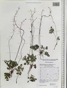 Thalictrum alpinum L., Siberia, Russian Far East (S6) (Russia)