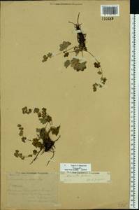 Alchemilla glaucescens Wallr., Eastern Europe, Central region (E4) (Russia)