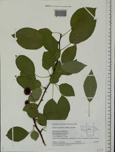 Malus prunifolia (Willd.) Borkh., Eastern Europe, Central region (E4) (Russia)