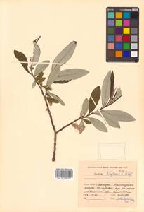 Salix krylovii E. L. Wolf, Siberia, Chukotka & Kamchatka (S7) (Russia)