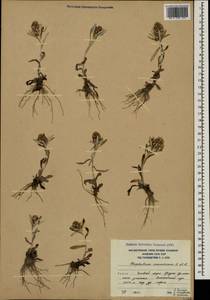 Omalotheca caucasica (Sommier & Levier) Czerep., Caucasus, South Ossetia (K4b) (South Ossetia)