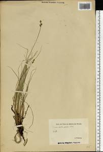 Carex heleonastes Ehrh. ex L.f., Eastern Europe, Estonia (E2c) (Estonia)