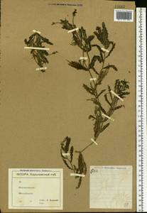 Potamogeton crispus L., Eastern Europe, North Ukrainian region (E11) (Ukraine)