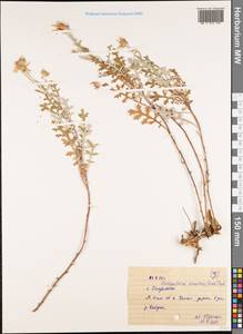 Chrysanthemum sinuatum Ledeb., Siberia, Altai & Sayany Mountains (S2) (Russia)