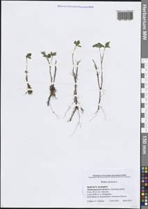 Rubus arcticus L., Eastern Europe, North-Western region (E2) (Russia)