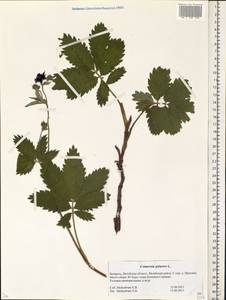 Comarum palustre L., Eastern Europe, Belarus (E3a) (Belarus)